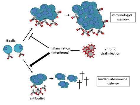 Inflammation triggers unsustainable immune response to chronic viral ...