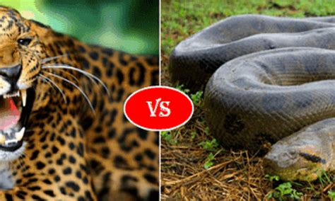 Jaguar Vs Anaconda