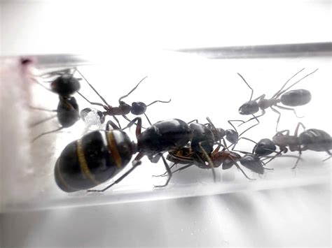 Camponotus ligniperda | MrowSon.pl