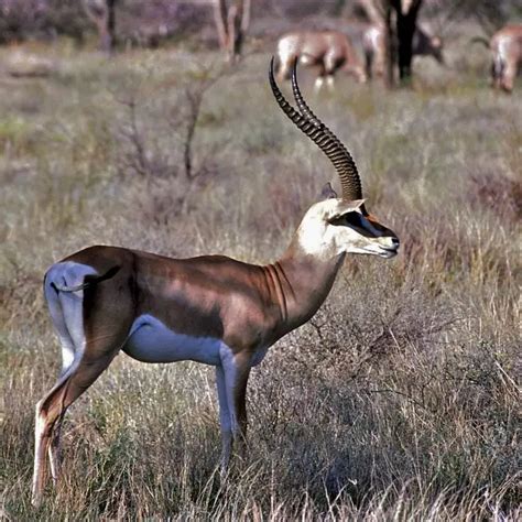 Grant's Gazelle - Facts, Diet, Habitat & Pictures on Animalia.bio