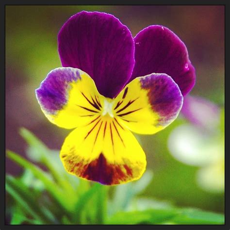 heartsease viola | Edible flowers, Flowers, Plants