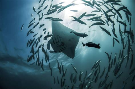 A Guide to Diving in Ningaloo Reef, Australia. | The Very Hungry Mermaid