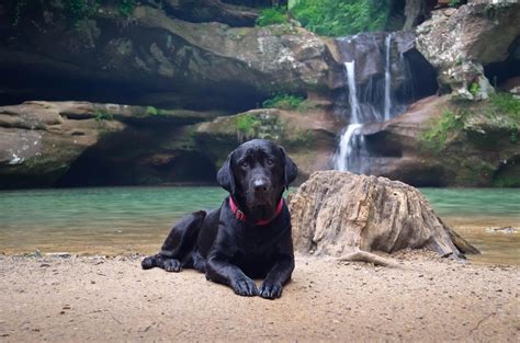 Black Labrador Wallpapers - Wallpaper Cave