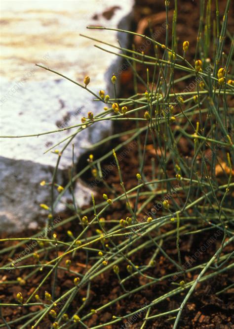 Ephedra plant - Stock Image - B640/0199 - Science Photo Library