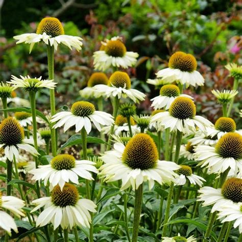 Buy Echinacea - White Swan seeds Online | Happy Valley Seeds