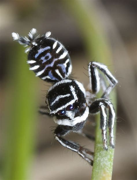 26 best Peacock Spider images on Pinterest | Peacocks, Spiders and Insects