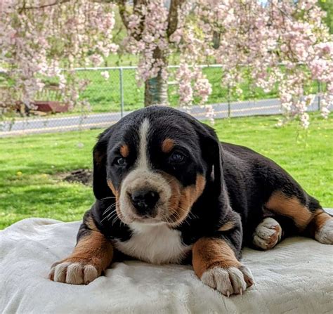 Greater Swiss Mountain Dog Puppies for Sale | Greenfield Puppies