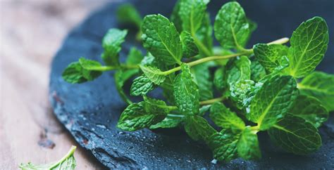 Mint Leaves Benefits, Nutrition, Uses and Recipes - Dr. Axe