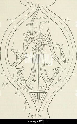 Astacus anatomy 1 Stock Photo - Alamy