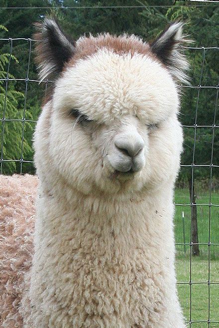 This is our 2 X Gray Champion KODACHROME. | Cute alpaca, Cute animal pictures, Cute animals