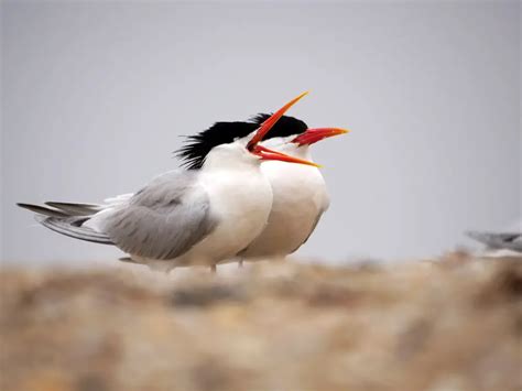 Elegant Tern | Avianbird