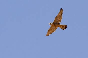 Falcon Habitat: Lesson for Kids | Study.com