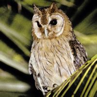 Jamaican Owl (Pseudoscops grammicus) - Information, Pictures - The Owl Pages