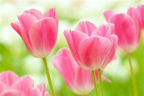 Soft Pink Tulips – Print A Wallpaper