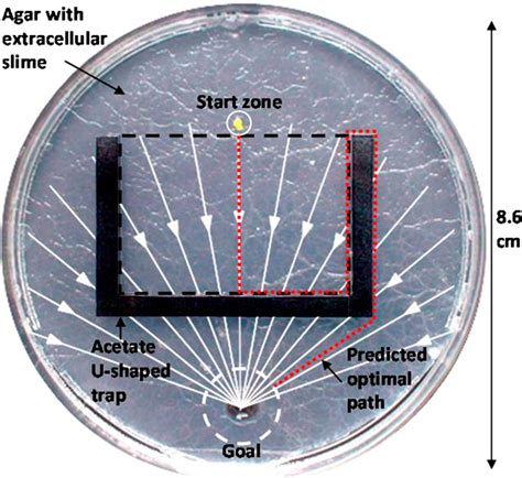 Figure 1 from Slime mold uses an externalized spatial “memory” to ...