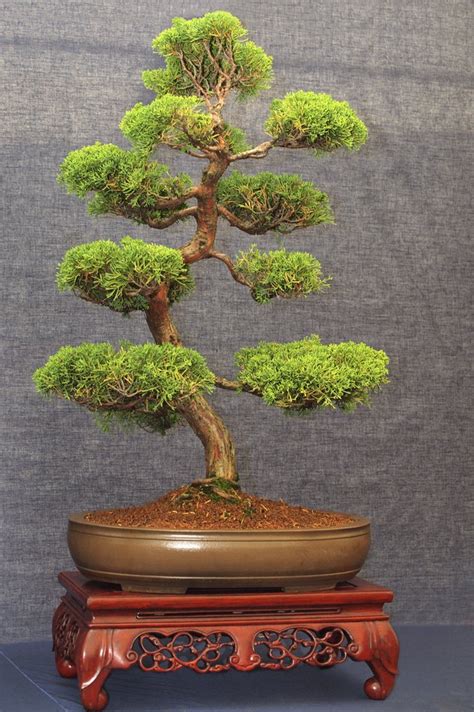 How to Care for Juniper Bonsai Trees | Hunker