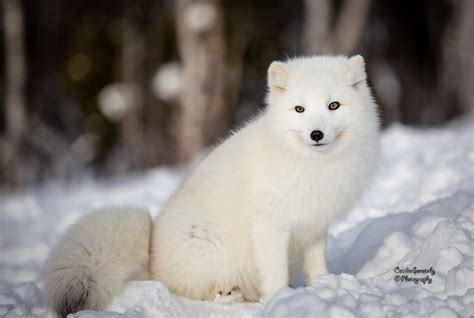 Arctic fox puppy in Febrauary | www.langedrag.no/english Tha… | Flickr