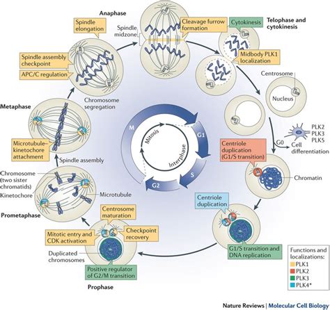 15 best Cells and Cell Divison images on Pinterest | Life science ...