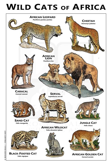 Wild Cats of Africa Poster - Etsy | Wild cats, Animals wild, Animal facts