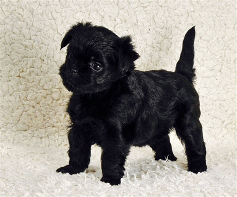 Affenpinscher Puppy - Animals Photo (39776196) - Fanpop