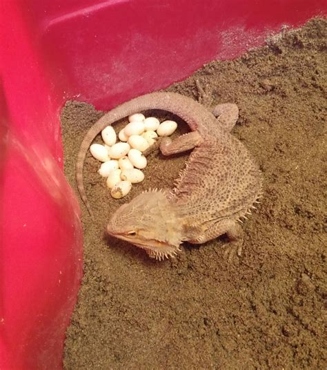 Bearded dragons had 21 eggs last night. http://ift.tt/2aRfQJT | Bearded ...