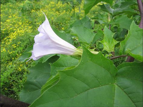 Datura stramonium (Datura, Jamestown Weed, Jimsonweed, Stinkweed, Thorn-apple) | North Carolina ...