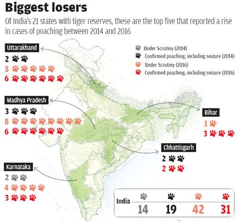 Tiger poaching in India has risen by 63% in two years