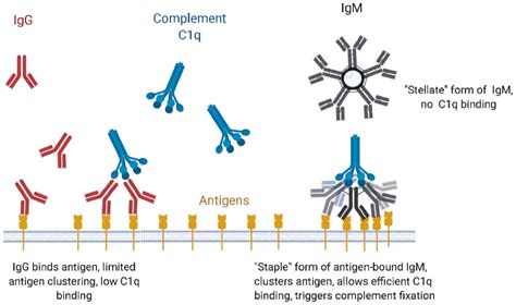 IgM抗体功能-IgM单抗开发/改造-德泰生物