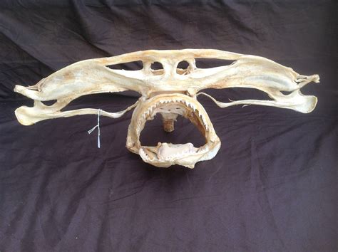 Hammerhead Shark Jaw Large Teeth Tooth Fish Taxidermy Skull Large 24 ...