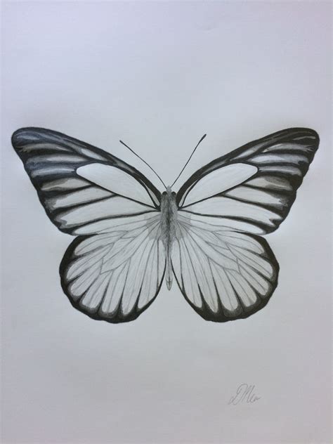 Butterfly Sketch Drawings at PaintingValley.com | Explore collection of Butterfly Sketch Drawings