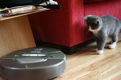 Linus stalking the Roomba | This photoset documents the firs… | Flickr