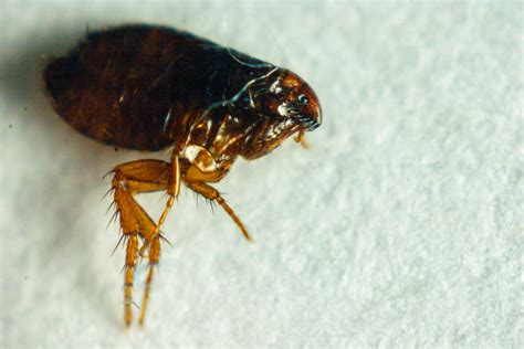 The Flea Life Cycle | The Bug Master