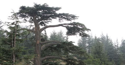 Cedars of Lebanon: Exploring the Cedar Forest of Lebanon and the Cedars ...