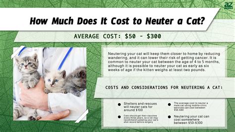 How Much Does It Cost to Neuter a Cat? (True Cost) - A-Z Animals