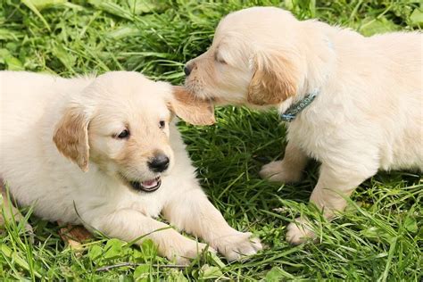 Did You Know These 5 Fun Facts About Puppies?