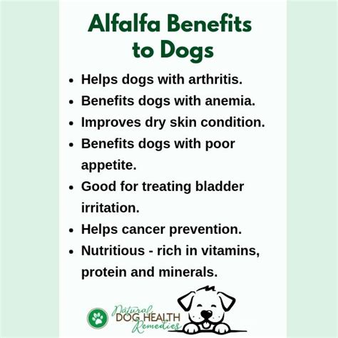 Alfalfa Benefits for Dogs | Uses and Dosage