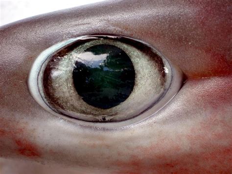 Bluntnose Sixgill Shark – "OCEAN TREASURES" Memorial Library