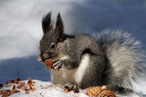 Abert's Squirrel | Colorado Public Radio