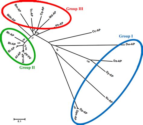 The phylogenetic tree of AP protein from insects using the CLUSTALW... | Download Scientific Diagram