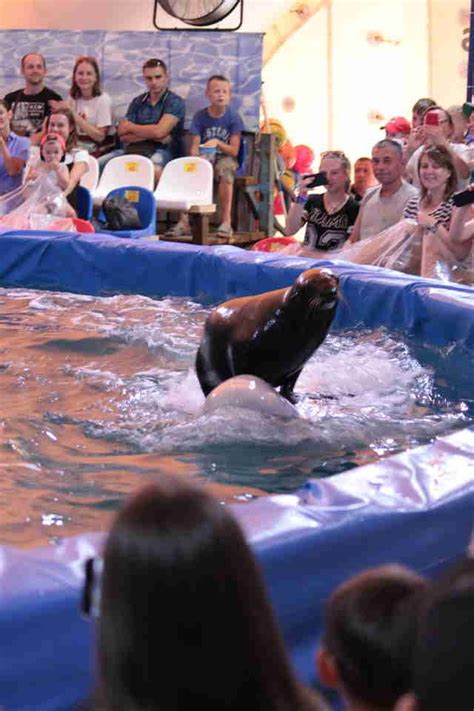 Saddest Belugas Trapped In Plastic Pools At Circus | Beluga whale, Plastic pool, Beluga