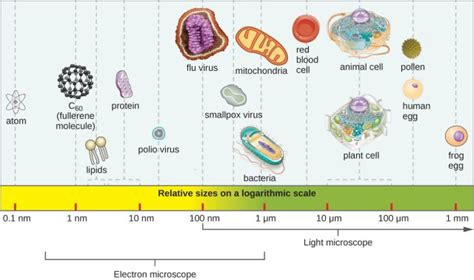 Size Relative To Bacteria And Eukaryotic Cells - Virus Structure - MCAT ...