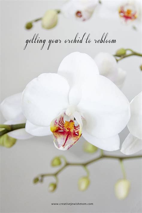 Getting Your Orchid To Rebloom, Up Close And In Person! - creative ...