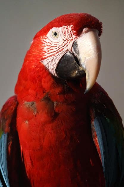 Premium Photo | Scarlet macaw