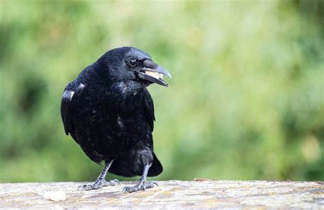 What Do Crows Eat? The Crow Diet Explained - Optics Mag