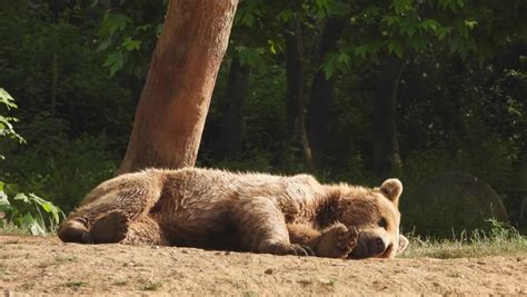 Sleeping Giant Stock Video Footage - 4K and HD Video Clips | Shutterstock