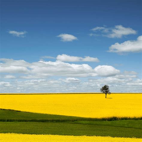 Canola Field Wall Art | Photography