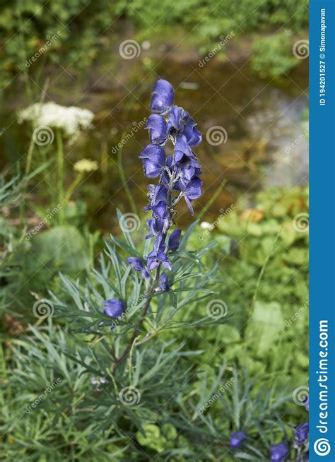 Blue Flower Close Up of Aconitum Napellus Plant Stock Image - Image of ...