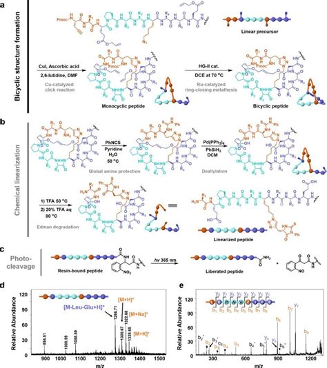 (a) Construction of the bicyclic peptide through sequential cyclization... | Download Scientific ...