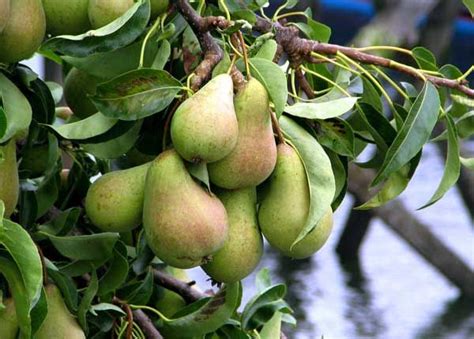 Dwarf Pear Tree Planting and Care: 7 Easy Tips