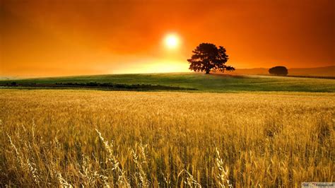 Corn Field Sunset 4K wallpaper download